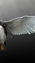 Pinguouins,Oiseaux,Dessins,Animaux pour BlackBerry Torch 9860