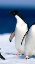Télécharger une image 320x240 Animaux,Pinguouins pour le portable gratuitement.