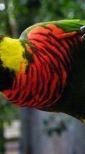 Animaux,Oiseaux,Perroquets pour Samsung Corby 2 S3850