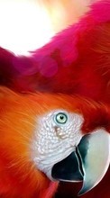 Animaux,Oiseaux,Perroquets pour Asus ZenPad 7.0 Z370C