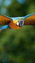 Perroquets,Oiseaux,Animaux pour Asus Fonepad 7 FE171CG
