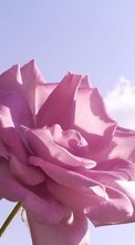 Télécharger une image 800x480 Plantes,Roses pour le portable gratuitement.