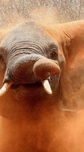 Télécharger une image Animaux,Elephants pour le portable gratuitement.