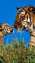Animaux,Tigres pour Asus Zenfone 4