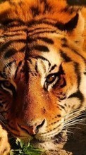 Tigres,Animaux pour HTC Desire 816G
