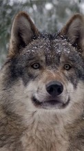 Télécharger une image 1024x768 Animaux,Loups pour le portable gratuitement.