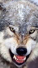Télécharger une image 240x320 Animaux,Loups pour le portable gratuitement.