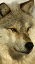 Loups,Animaux pour HTC Desire 816G