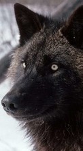Télécharger une image 128x160 Animaux,Loups pour le portable gratuitement.