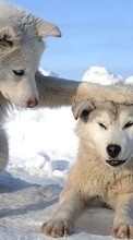 Télécharger une image Loups,Animaux,Hiver pour le portable gratuitement.