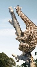 Télécharger une image Humour,Girafes,Animaux pour le portable gratuitement.