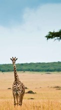Télécharger une image Girafes,Animaux pour le portable gratuitement.