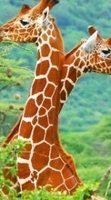 Télécharger une image Girafes,Animaux pour le portable gratuitement.