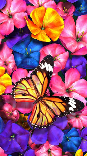 Papillon  - télécharger gratuit un fond d'écran animé Animaux pour le portable.