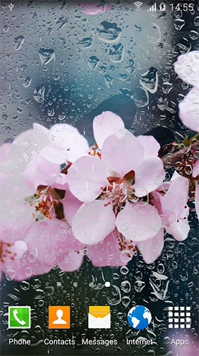 Cerisier en floraison  - télécharger gratuit un fond d'écran animé Interactif pour le portable.