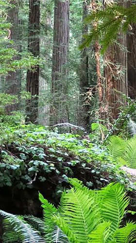 Forêt   - télécharger gratuit un fond d'écran animé Paysage pour le portable.