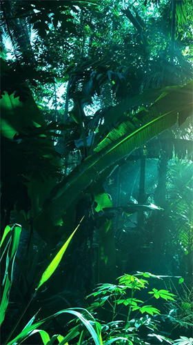 Jungles  - télécharger gratuit un fond d'écran animé Plantes pour le portable.
