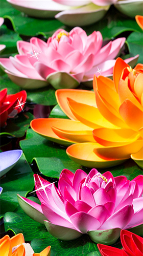 Lotus  - télécharger gratuit un fond d'écran animé Fleurs pour le portable.