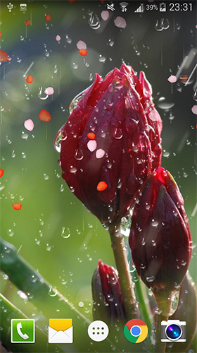 Rose: Goutte de pluie  - télécharger gratuit un fond d'écran animé Fleurs pour le portable.