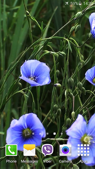 Fleurs bleues  - télécharger gratuit un fond d'écran animé pour le portable.