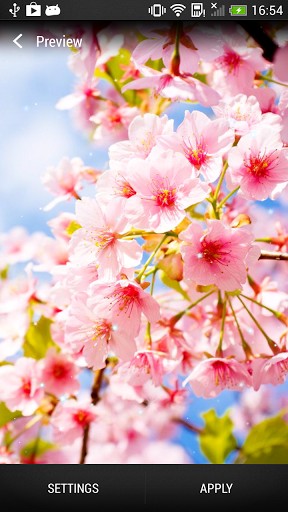 Cerisiers en fleurs  - télécharger gratuit un fond d'écran animé pour le portable.