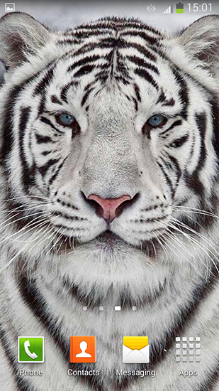 Tigre blanc  - télécharger gratuit un fond d'écran animé pour le portable.
