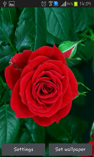 Télécharger Rose fleurissante rouge , fond d'écran animé gratuit pour Android sur le bureau. 