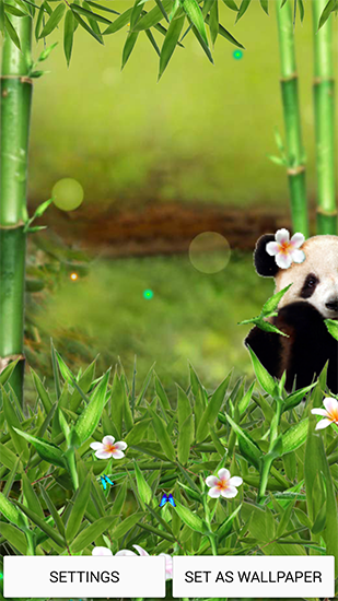 Télécharger Panda ridicule , fond d'écran animé gratuit pour Android sur le bureau. 