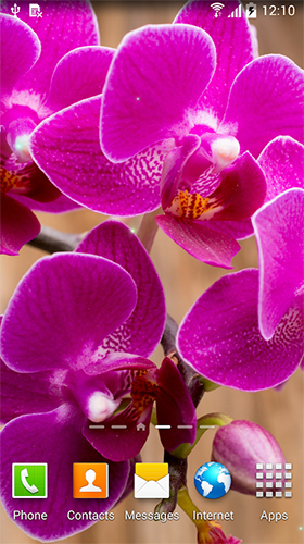 La capture d'écran Orchidées   pour le portable et la tablette.