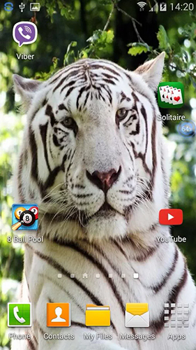 Télécharger Tigres: Secouez et changez , fond d'écran animé gratuit pour Android sur le bureau. 