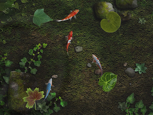 Télécharger Etang avec les poissons koi, fond d'écran animé gratuit pour Android sur le bureau. 