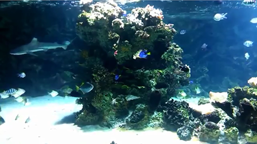 La capture d'écran Aquarium avec les requins  pour le portable et la tablette.
