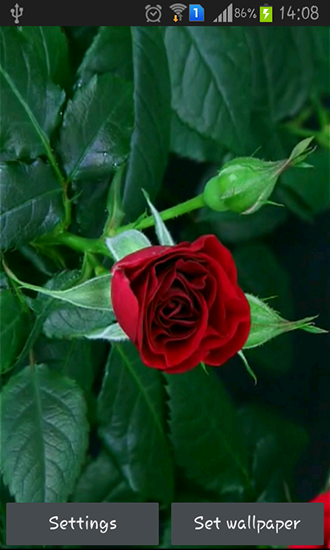 Rose fleurissante rouge 