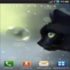 Outre le fond d'écran animé Photo ciel de nuit HD pour Android téléchargez l'apk gratuit de screensaver Chat curieux .