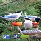 Outre le fond d'écran animé Egaliseur  pour Android téléchargez l'apk gratuit de screensaver Oiseaux de jardin .
