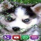 Outre le fond d'écran animé Forêt rose  pour Android téléchargez l'apk gratuit de screensaver Husky .