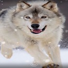 Outre le fond d'écran animé Cristal de neige 3D  pour Android téléchargez l'apk gratuit de screensaver Loup .