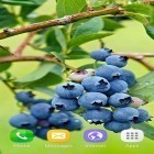 Outre le fond d'écran animé Ma fleur  pour Android téléchargez l'apk gratuit de screensaver Baies .