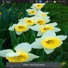 Outre le fond d'écran animé Chrono d'or  pour Android téléchargez l'apk gratuit de screensaver Narcisses .