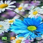 Outre le fond d'écran animé Fleurs   pour Android téléchargez l'apk gratuit de screensaver Marguerites.