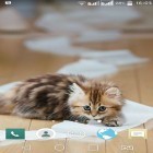 Outre le fond d'écran animé Un chat curieux pour Android téléchargez l'apk gratuit de screensaver Animaux amusants.