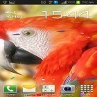 Outre le fond d'écran animé Oiseaux de ciel  pour Android téléchargez l'apk gratuit de screensaver Perroquet .