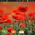 Outre le fond d'écran animé Fleurs de néon  pour Android téléchargez l'apk gratuit de screensaver Pavots.