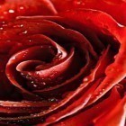 Outre le fond d'écran animé Amour  pour Android téléchargez l'apk gratuit de screensaver La rose macro .
