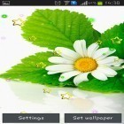 Outre le fond d'écran animé Licorne 3D  pour Android téléchargez l'apk gratuit de screensaver Marguerites d'été.