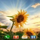 Outre le fond d'écran animé Fleur printanière pour Android téléchargez l'apk gratuit de screensaver Tournesols au coucher .