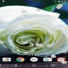 Outre le fond d'écran animé Fleurs de néon  pour Android téléchargez l'apk gratuit de screensaver Rose blanche.