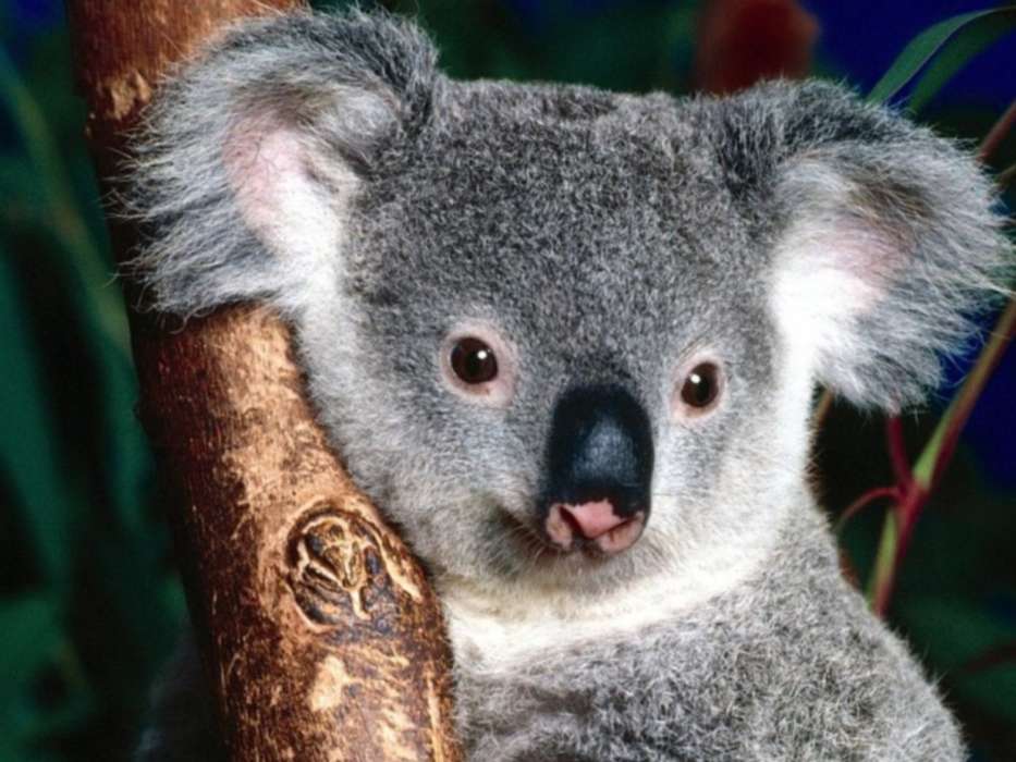 Animaux,Koalas